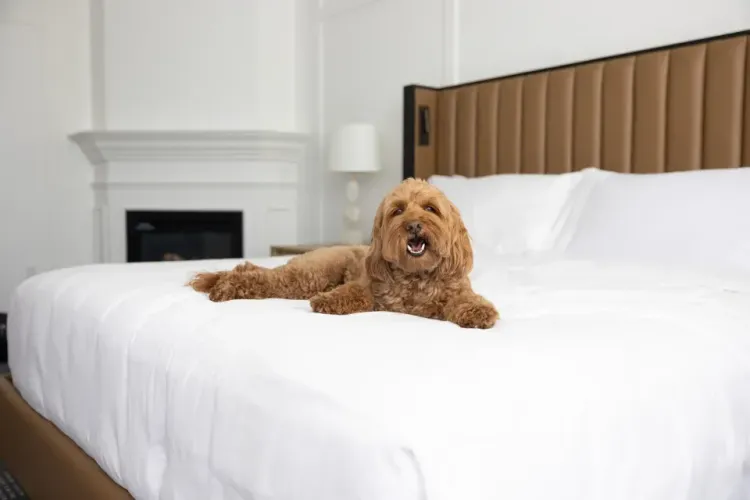 Pet-Friendly Luxury Hotels image 3