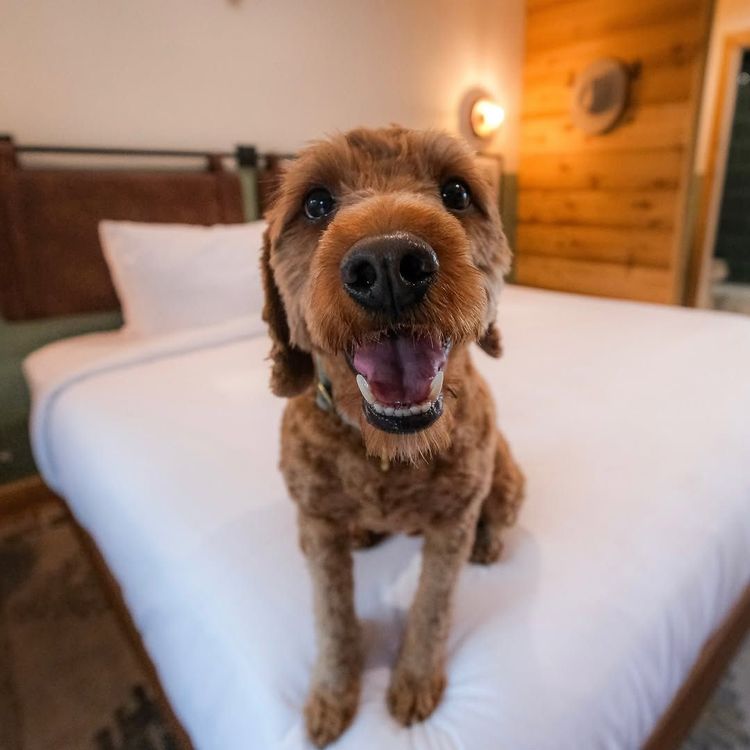 Pet-Friendly Luxury Hotels image 2
