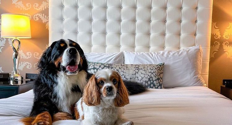 Pet-Friendly Luxury Hotels image 1